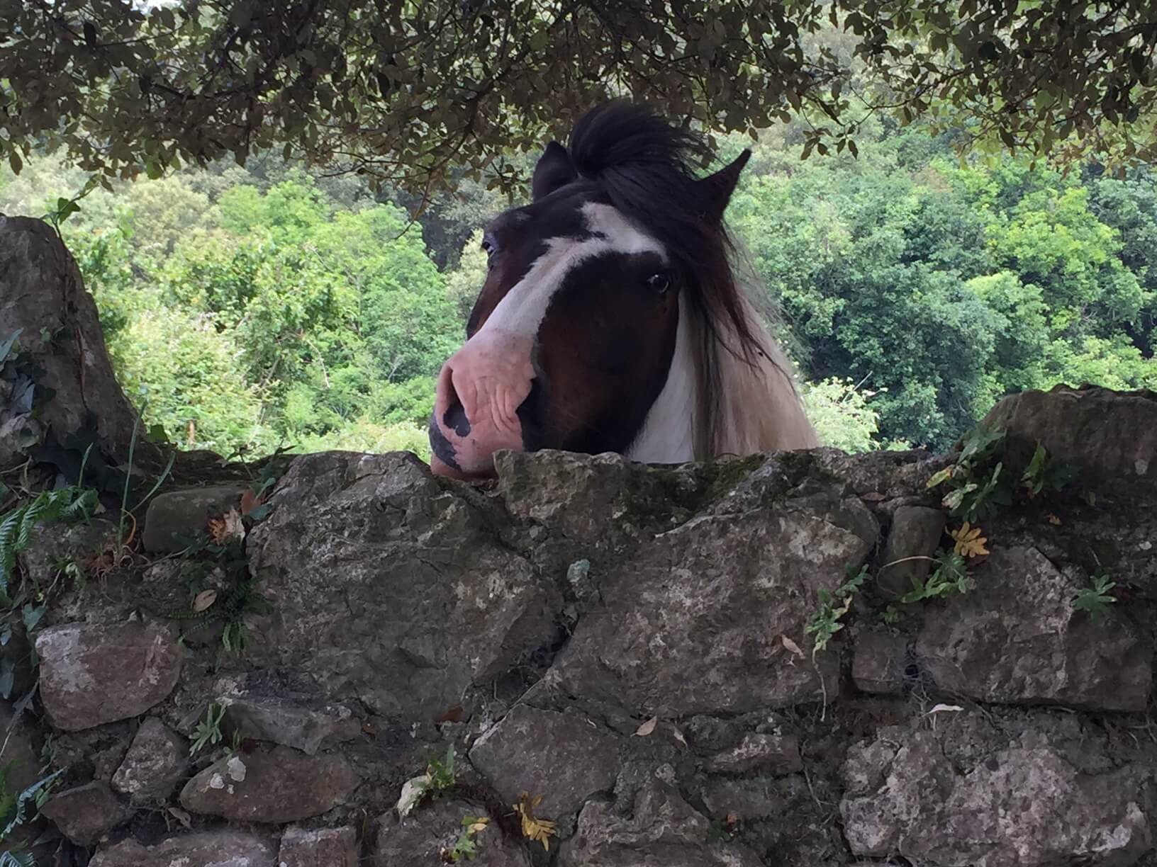 Snails, Horses, and Perspective Pilgrim Tales